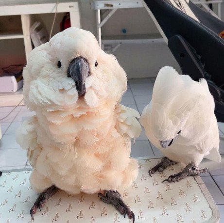 cockatoo-parrots-for-sale-big-2