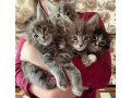 maine-coon-kittens-for-sale-small-1