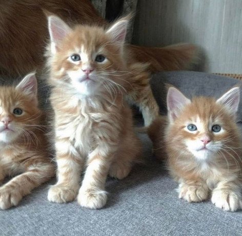 maine-coon-kittens-for-sale-big-0