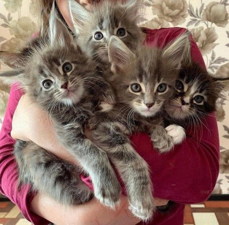 maine-coon-kittens-for-sale-big-1