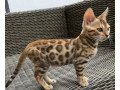 beautiful-bengal-kittens-small-2