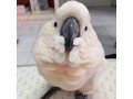 very-friendly-cockatoo-parrots-for-sale-small-1