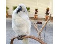 very-friendly-cockatoo-parrots-for-sale-small-0