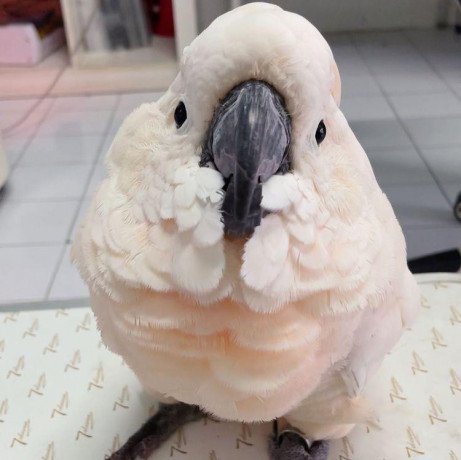 very-friendly-cockatoo-parrots-for-sale-big-1