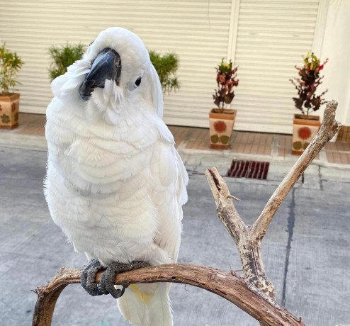 very-friendly-cockatoo-parrots-for-sale-big-0