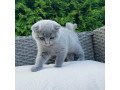 scottish-fold-kittens-for-sale-small-2