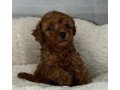 toy-poodle-puppies-for-sale-small-1
