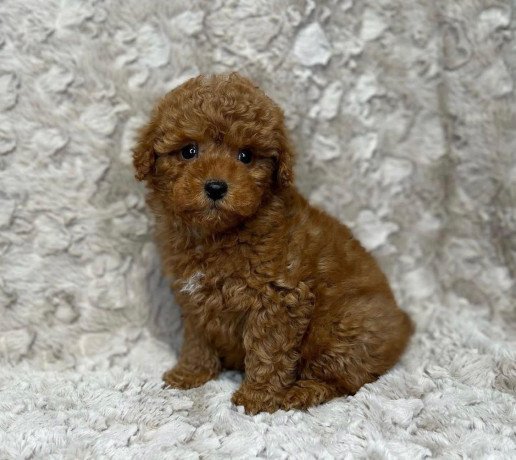 toy-poodle-puppies-for-sale-big-2