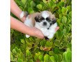adorable-male-and-female-shih-tzu-puppies-small-1