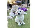 adorable-male-and-female-golden-retriever-puppies-small-0