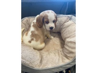 Adorable Male And Female Beagle Puppies.