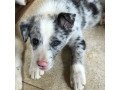 border-collie-puppy-available-for-sale-small-1