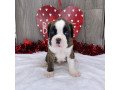 boxer-puppies-available-for-sale-small-0