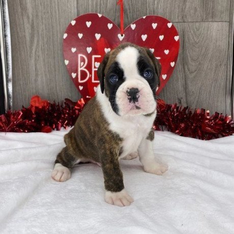 boxer-puppies-available-for-sale-big-1