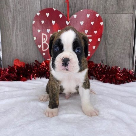 boxer-puppies-available-for-sale-big-0