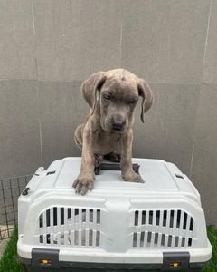 cane-corso-puppies-for-sale-big-1