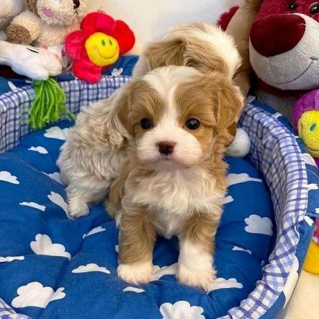 gorgeous-cavalier-king-charles-spaniels-puppies-for-sale-big-0