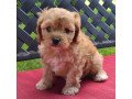 cavapoo-puppies-for-sale-small-0