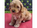 cavapoo-puppies-for-sale-small-2