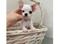 chihuahua-toys-puppies-for-sale-small-1