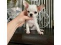 chihuahua-toys-puppies-for-sale-small-2