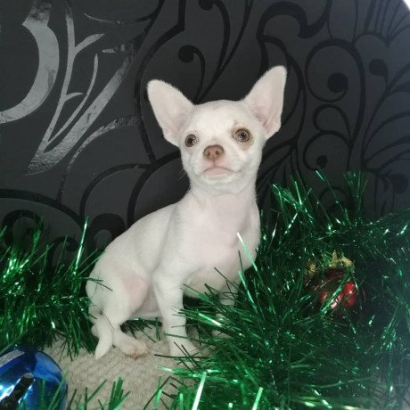 chihuahua-toys-puppies-for-sale-big-0
