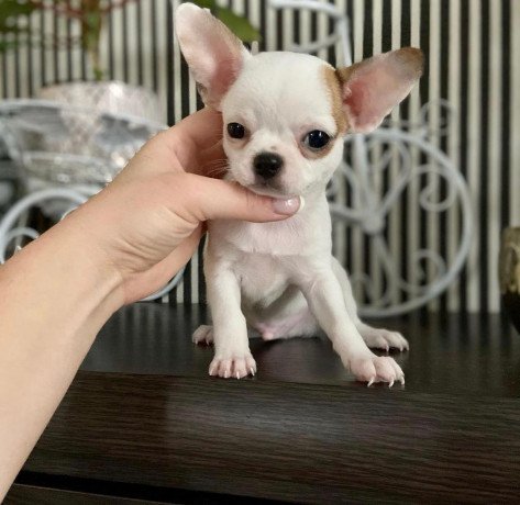 chihuahua-toys-puppies-for-sale-big-2