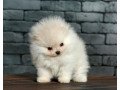 good-looking-teacup-pomeranian-puppies-for-sale-small-0