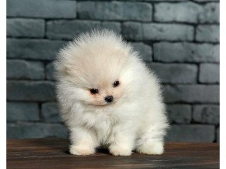 Good Looking Teacup Pomeranian Puppies for sale