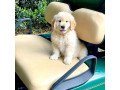 golden-retriever-puppies-available-for-sale-small-1