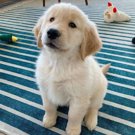 golden-retriever-puppies-available-for-sale-big-0