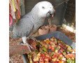 beautiful-baby-african-greys-for-sale-small-1