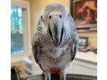 beautiful-baby-african-greys-for-sale-small-2