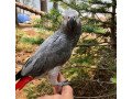 beautiful-baby-african-greys-for-sale-small-0
