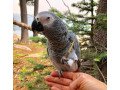 beautiful-baby-african-greys-for-sale-small-1