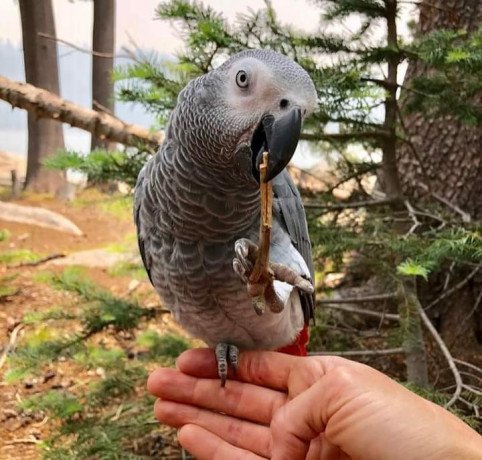 beautiful-baby-african-greys-for-sale-big-2