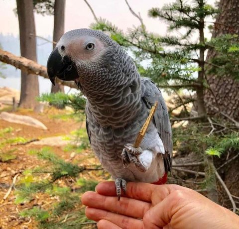 beautiful-baby-african-greys-for-sale-big-1