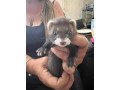 gorgeous-ferrets-available-for-sale-small-1