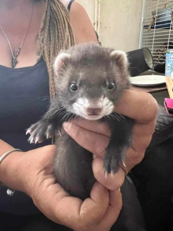 gorgeous-ferrets-available-for-sale-big-1