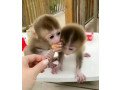 macaque-monkeys-for-small-0