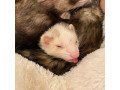 ferrets-available-for-sale-small-0