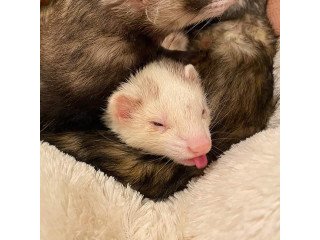 Ferrets available for sale