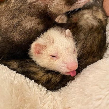 ferrets-available-for-sale-big-0