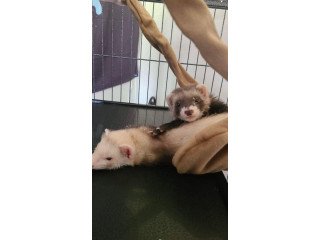 Cute and adorable ferrets ready for sale