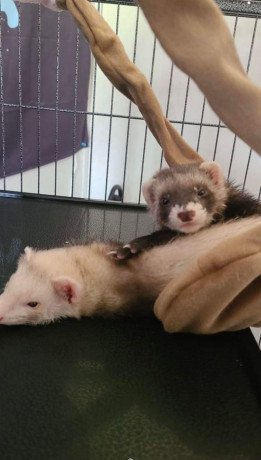 cute-and-adorable-ferrets-ready-for-sale-big-0