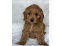 toy-spoodle-puppies-small-0