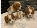 well-trained-cavalier-king-charles-puppies-small-0