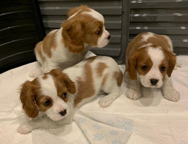 well-trained-cavalier-king-charles-puppies-big-0