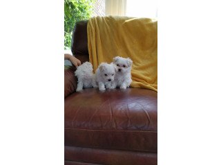 Maltese Puppies for Your Home