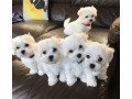 maltese-puppies-for-sale-small-0